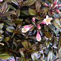 Weigela Vintage Love 25-30 cm 3,0L