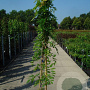 Wisteria sinensis 'Prolific' 175-200 cm 12L