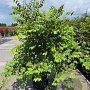Zelkova serrata 175-200 cm 35L