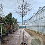 Cercis can. 'Forest Pansy' 200 cm stam container 12-14