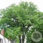 Zelkova serrata Green Vase 25-30 HO draadkluit 250 cm stam