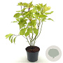 Cornus alba 'Aurea' 40-50 cm 3,0L