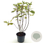 Cornus alba 'Gouchaultii' 40-45 cm 3,0L