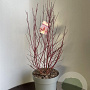 Cornus alba Miracle 70-80 cm 15L