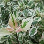 Cornus alternifolia 'Argentea' 100-125 cm met kluit struik