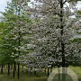 Cornus florida 20-25 HO draadkluit