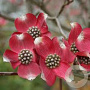 Cornus fl. 'Red Giant' 250-300 cm cont. 110L