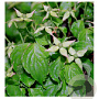 Cornus kousa chinensis 10-12 HO 45L geveerd