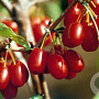 Cornus mas 'Jolico' 30-40 cm 5,0L