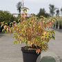 Cornus sang. 'Anny's Winter Orange' 80-100 cm 10L