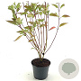 Cornus sericea 'Cardinal' 50-60 cm 3,0L