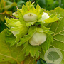 Corylus 'Tonda Romana' 300-350 cm cont. 130L meerstammig