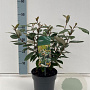 Elaeagnus ebbingei 25-30 cm 2,0L