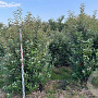 Elaeagnus ebbingei 250-300 cm draadkluit struik