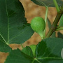 Ficus carica 20-25 HA container