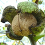 Juglans r. 'Buccaneer' 10-12 HO 50L
