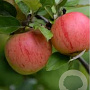 Malus d. Boskoop Rouge 14-16 HO draadkluit lei 180x150 200 cm stam