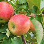 Malus d. Bougie 8-10 HA 15L