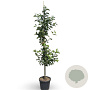 Malus d. 'Elstar' 200-250 cm 18L