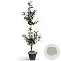 Malus d. 'James Grieve' 200-250 cm 18L