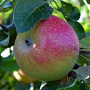Malus d. Röd Belle de Boskoop 14-16 HO draadkluit lei 180x150 200 cm stam