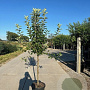 Malus d. 'Rode Boskoop' 14-16 HO draadkluit lei 180x150 200 cm stam