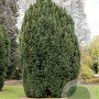 Taxus b. 'Overeynderi' 275-300 cm draadkluit verplant