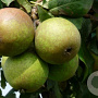 Pyrus c. 'Charneux' 18-20 HA container
