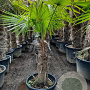 Trachycarpus fortunei 70 cm stam container