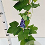 Vitis 'Boskoop Glory' 70-80 cm 2,5L