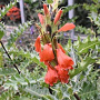 Acanthus sennii GM P9
