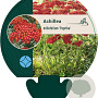 Achillea m. 'Paprika' GM P9