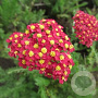 Achillea 'Renata' GM P9