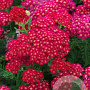 Achillea Tutti Frutti Pomegranate GM P9