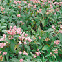 Aconogonon campanulatum 'Rosenrot' GM P9