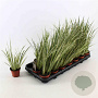 Acorus calamus 'Variegatus' 25-30 cm P8
