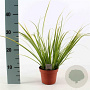Acorus gramineus 'Ogon' 30-40 cm P12