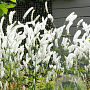 Actaea simp. 'White Pearl' GM P9