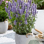 Agastache Crazy Fortune GM P9