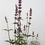 Agastache 'Purple Haze' GM P9