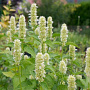 Agastache rugosa albiflora GM P9