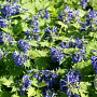 Ajuga incisa 'Blue Enigma' GM P9