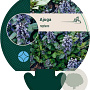 Ajuga reptans GM P9