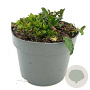 Ajuga reptans GM 2,0L