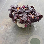 Ajuga reptans 'Atropurpurea' GM 1.5