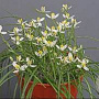 Albuca humilis GM P9