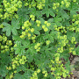 Alchemilla faeroensis pumila GM P9