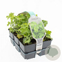 Alchemilla mollis GM sixpack