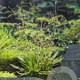 Alisma lanceolatum GM P9