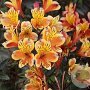 Alstroemeria Summer Breeze GM  P11